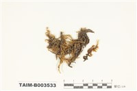 藏品(灰苔科)的圖片